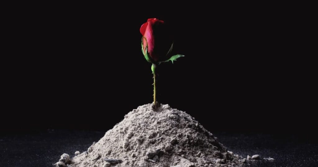 image with ashes and single red rose to honour the dead