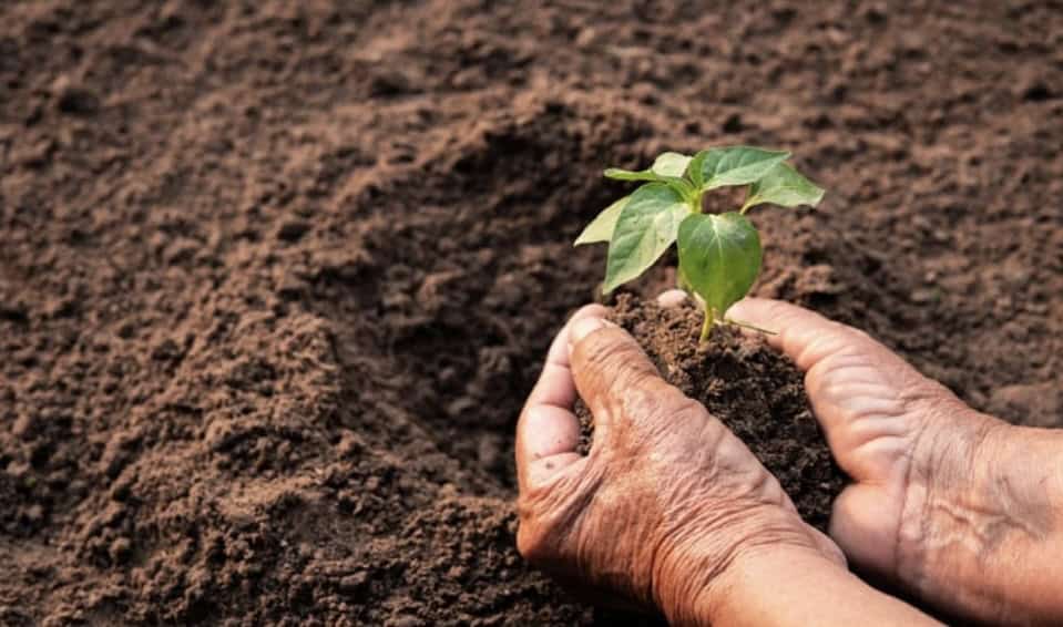 hands in dirt with plant