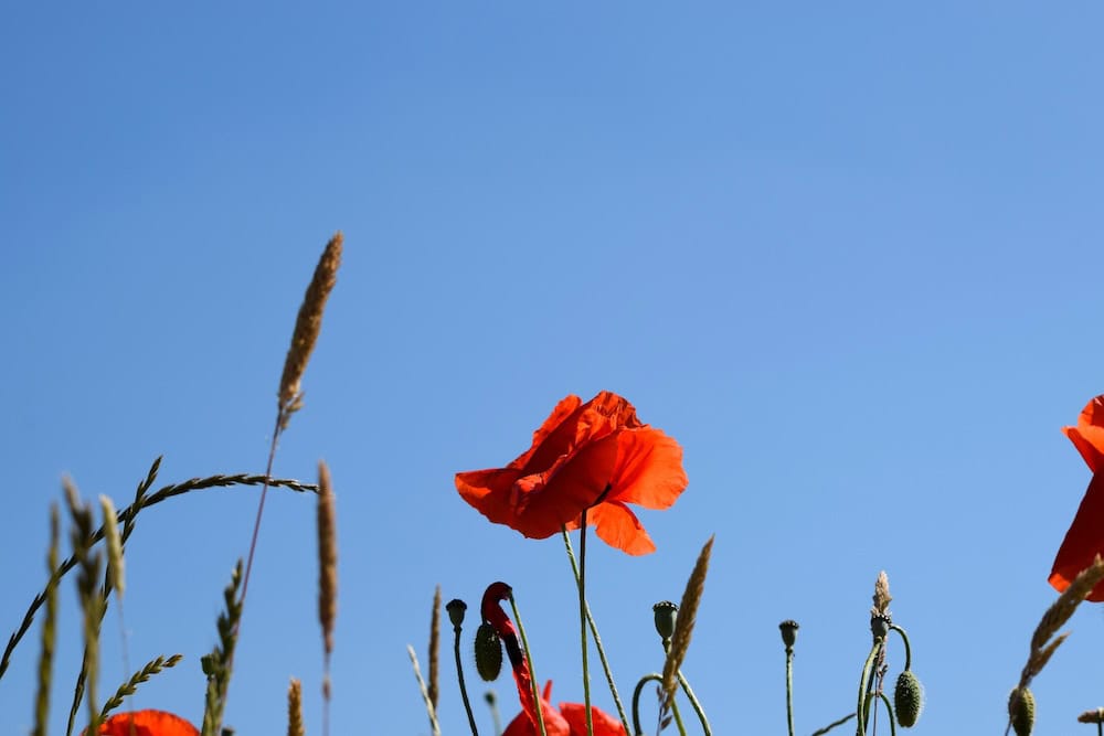 remembrance day poppy in field