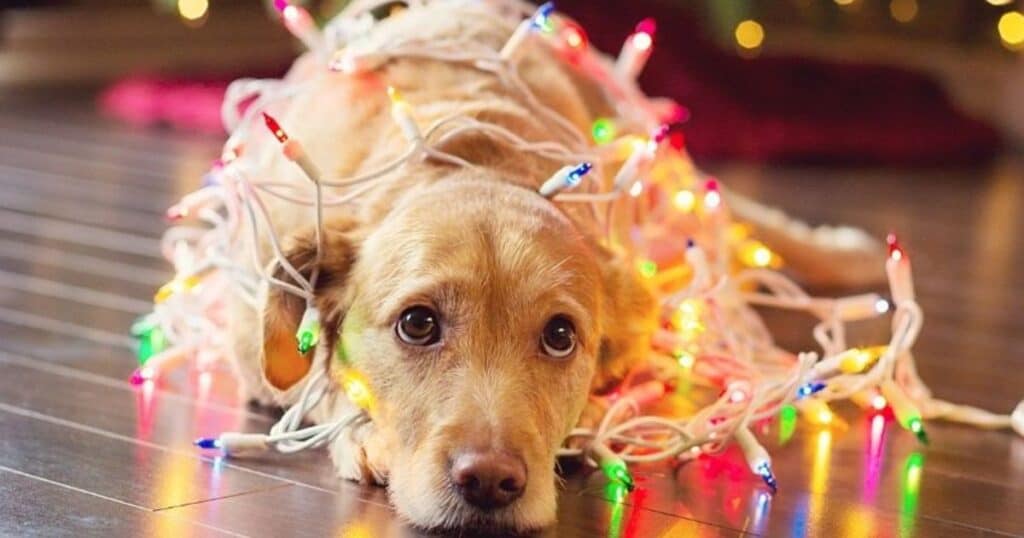 sad dog at christmas with lights on him