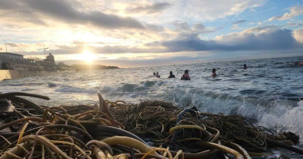 cold water swimmers at dawn